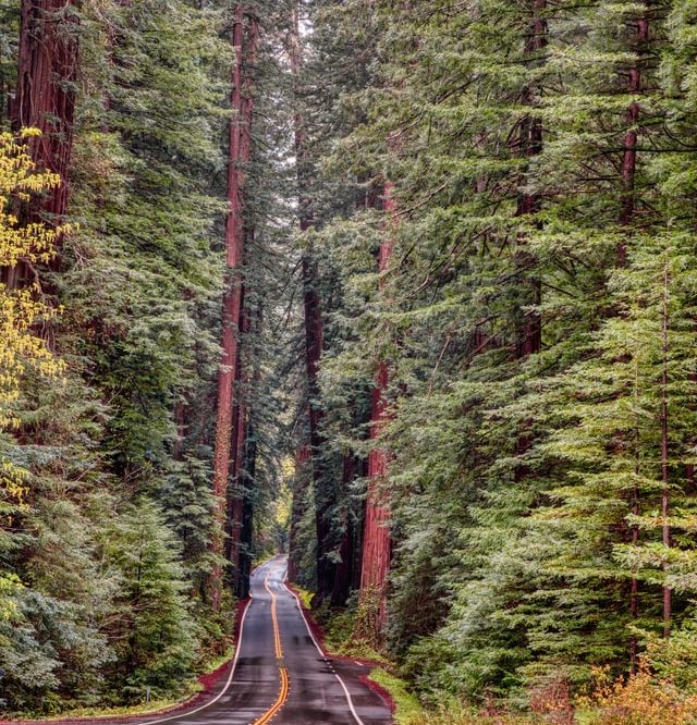 Avenue of the Giants, CA Redwood National and State Parks