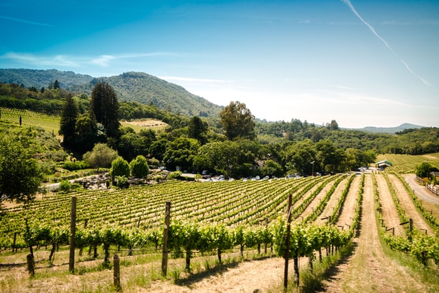 Sonoma County Vineyard, CA